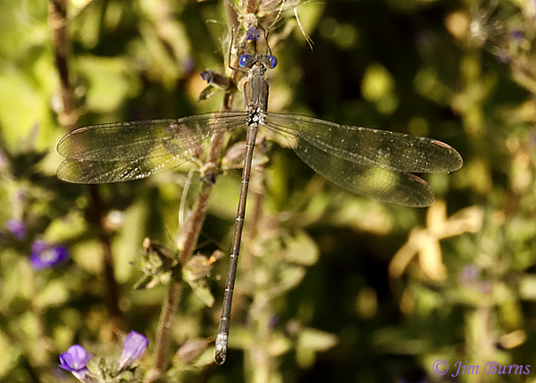 California Spreadwing male in purple flowers, Pinal Co., AZ, December 2018--4501