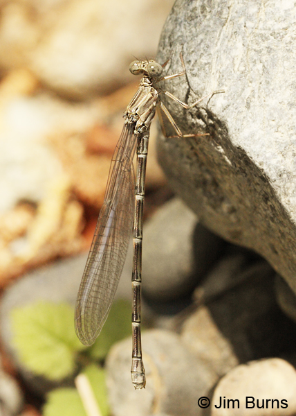 California Spreadwing immature female, Josephine Co., OR, June 2013