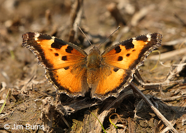 California Tortoiseshell, Oregon