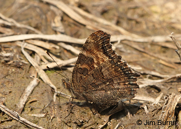California Tortoiseshell underwing, Oregon