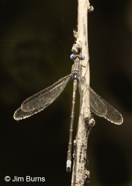California Spreadwing male dorsal view showing appendages, Pima Co., AZ, July 2012