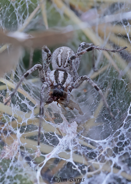Calilena arizonica with captured flying ant (winged alate), Arizona--202