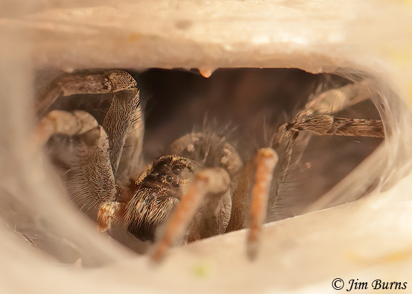 Calilena arizonica (Grass Spider) at funnel door, AZ--0022
