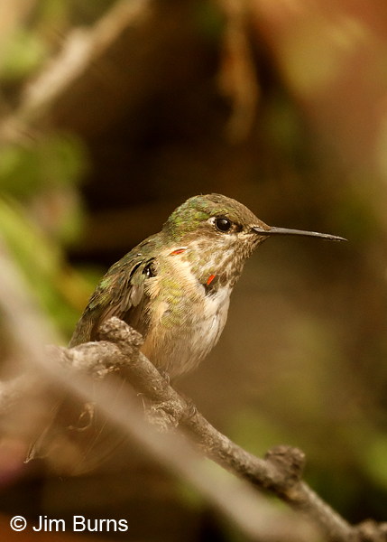 Calliope Hummingbird immature male