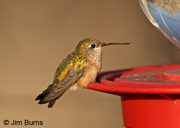 Calliope Hummingbird female at feeder