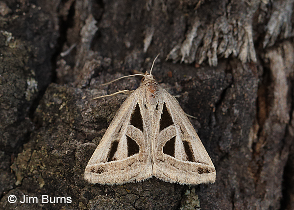 Callistege diagonalis, Arizona