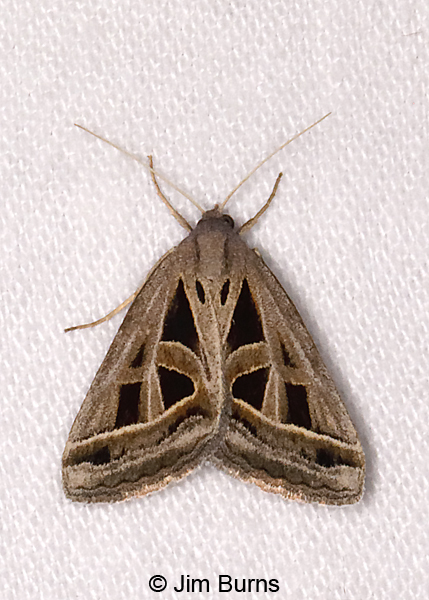 Callistege diagonalis, Arizona--0439