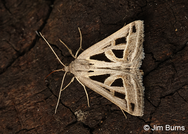 Callistege diagonalis #2, Arizona