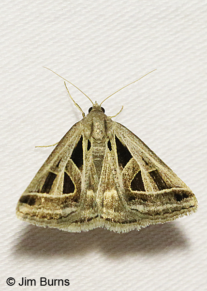 Callistege diagonalis on white, Arizona.