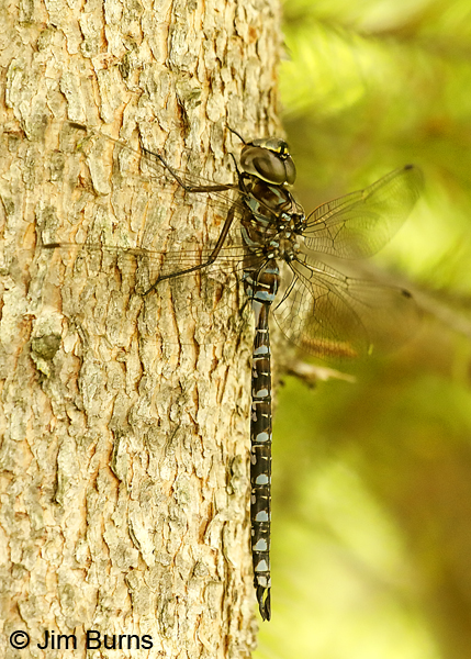 Canada Darner male, Lake Co., MN, July 2018--9812