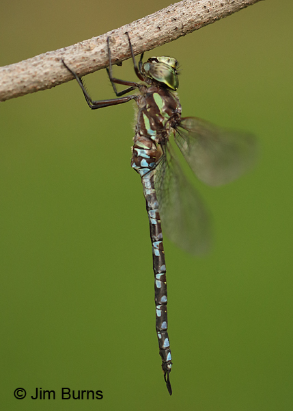 Canada Darner male, Washington Co., MN, September 2016