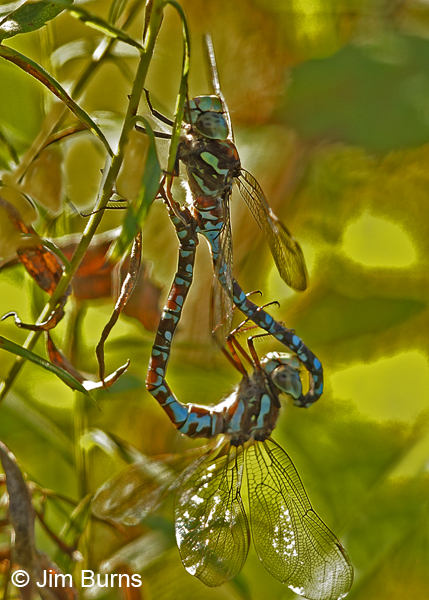 Canada Darner pair in wheel, andromorph female, Washington Co., MN, September 2016