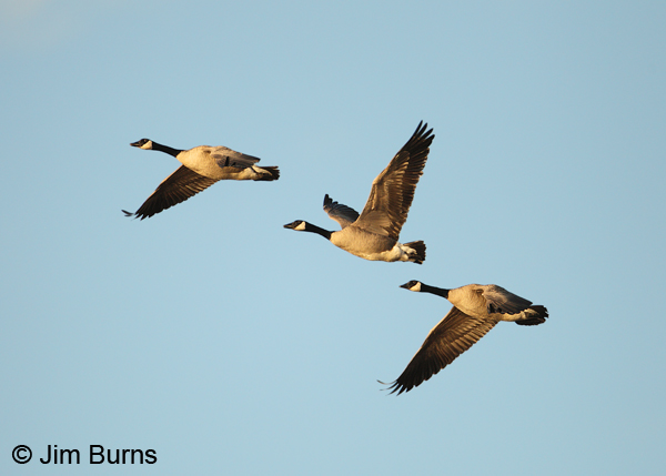 Canada Geese in flight