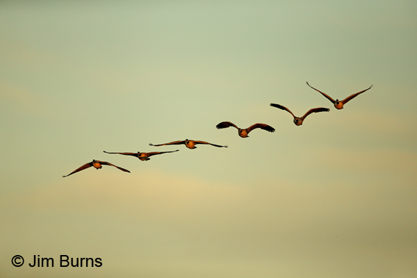 Canada Geese sunrise wing position spectrum