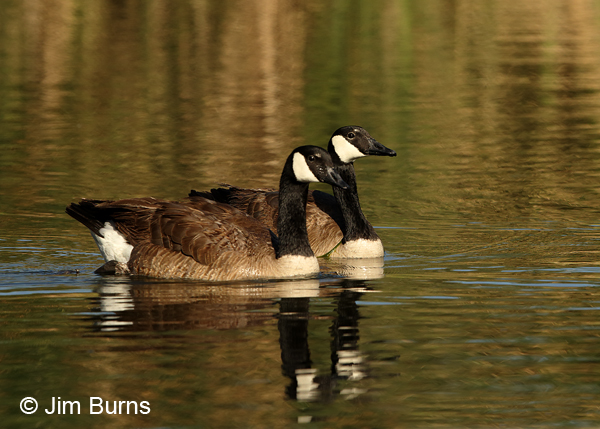 Canada Geese