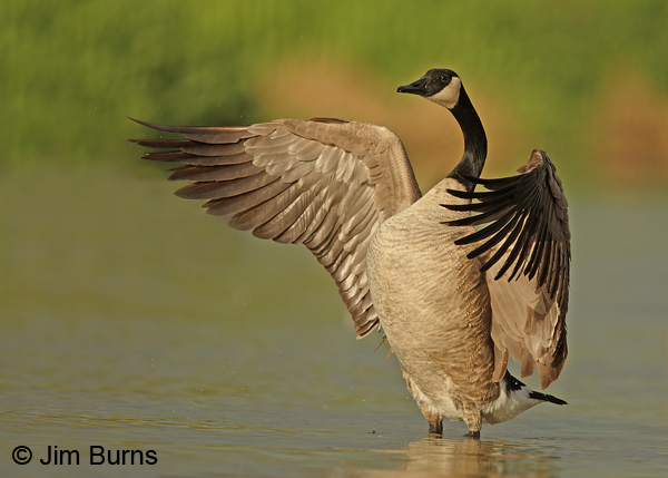Canada Goose, the conductor