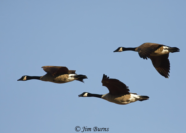 Canada Goose in flight #2--3977