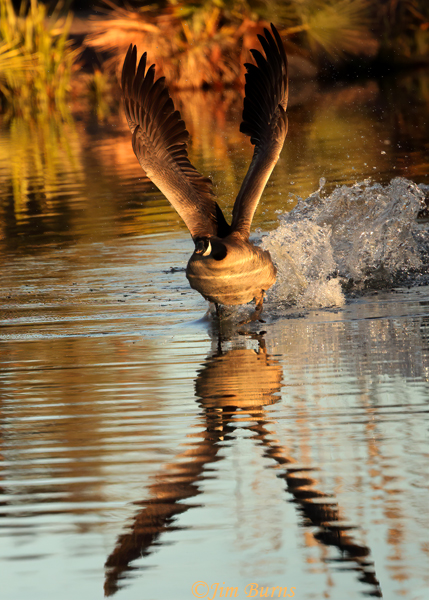 Canada Goose sunrise lift-off--6777