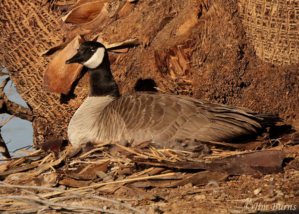 Canada Goose female on nest--7861