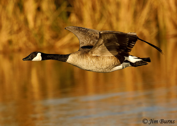 Canada Goose in flight--9636