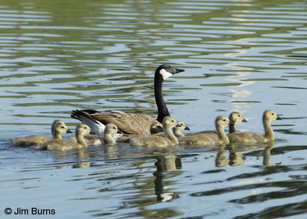 Canada Goose family