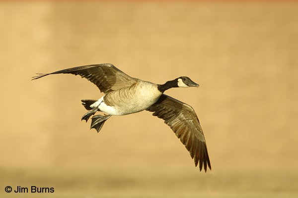 Canada Goose in flight