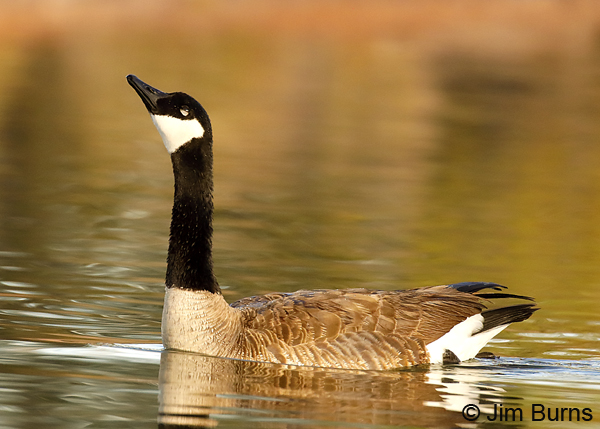 Canada Goose male courtship display