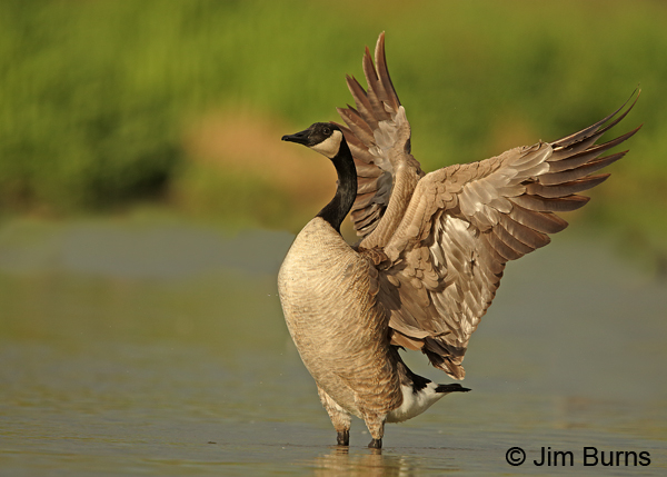 Canada Goose stretching before takeoff