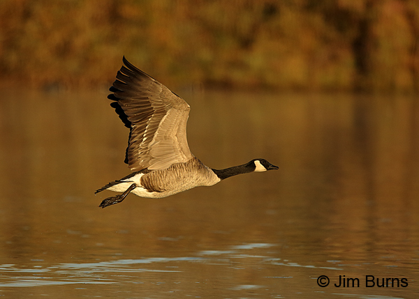 Canada Goose ventral wing