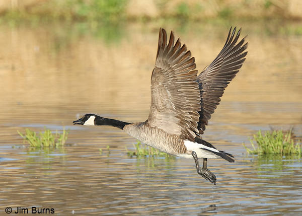 Canada Goose calling in flight