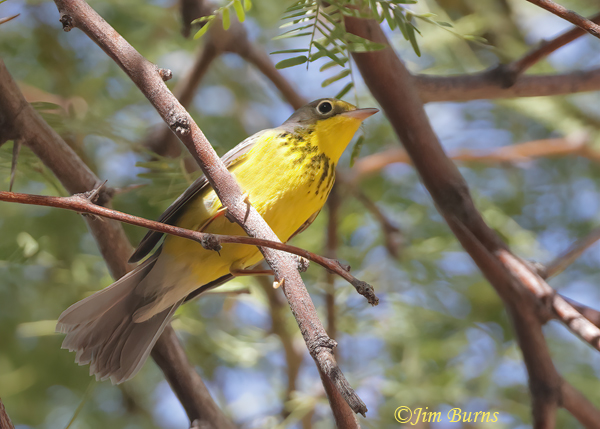 Canada Warbler male in sunshaft--4945