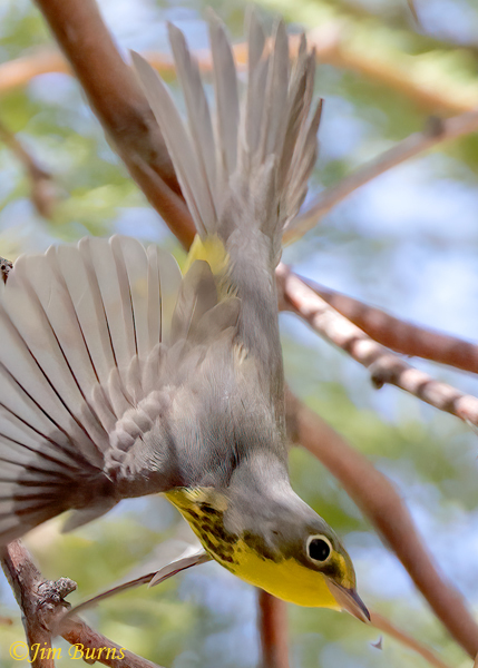 Canada Warbler male chasing an insect--4950