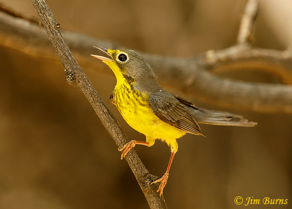 Canada Warbler male gular fluttering in 100 degree temps--7072