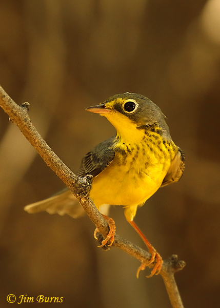 Canada Warbler first year male--7167