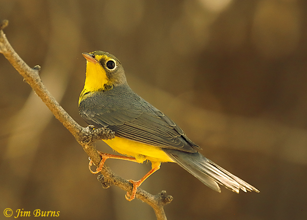 Canada Warbler male dorsal view--7175