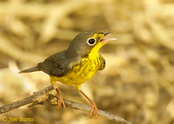 Canada Warbler male ventral view--7206