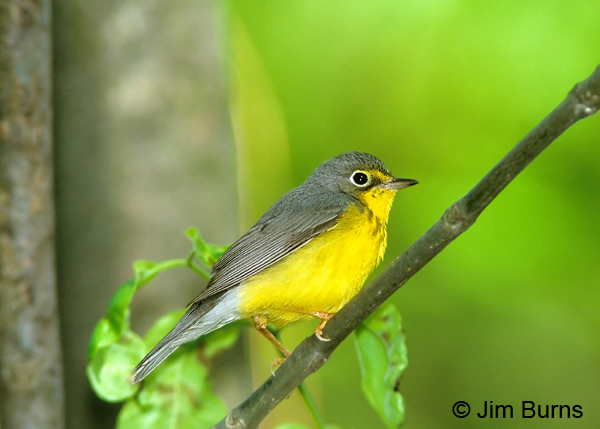 Canada Warbler female