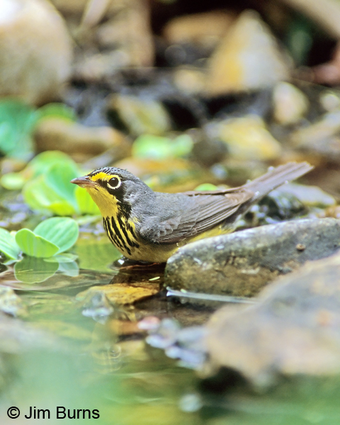 Canada Warbler male at waterhole