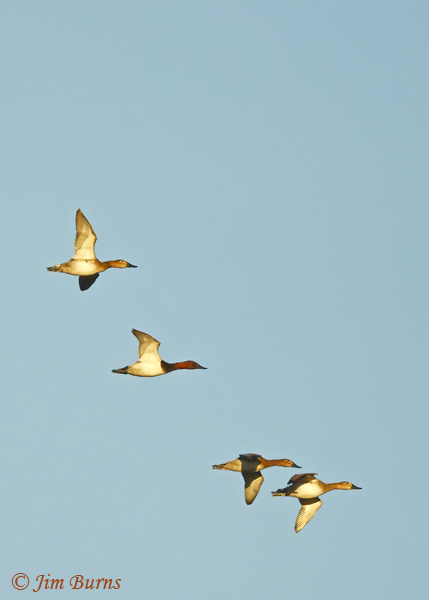 Canvasback flock in flight--6336