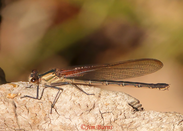 Canyon Rubyspot immature female, Santa Cruz Co., AZ, May 2022--0468