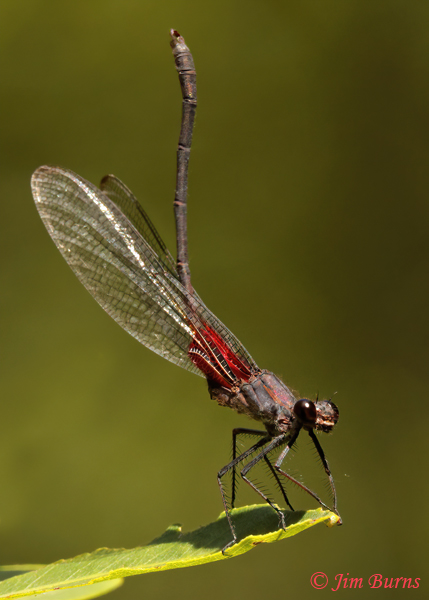 Canyon Rubyspot male, Coconino Co., AZ, July 2021--1020