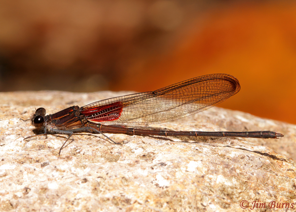 Canyon Rubyspot male, Cochise Co., AZ, September 2021--4355