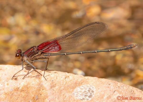 Canyon Rubyspot male, Santa Cruz Co., AZ, October 2022--4623