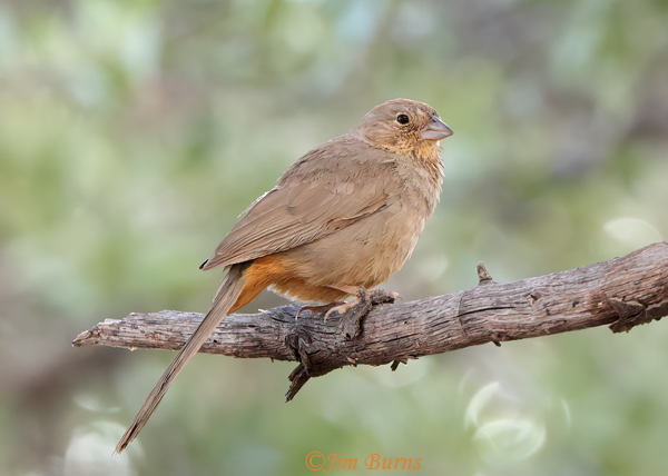 Canyon Towhee on snag--2986
