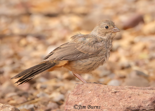 Canyon Towhee fledgling--4470