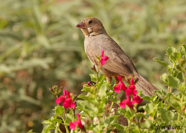 Canyon Towhee in Penstemon--4530