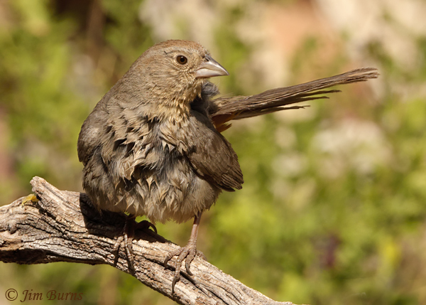 Canyon Towhee preening--6119