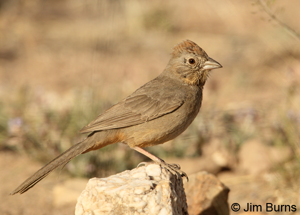 Canyon Towhee