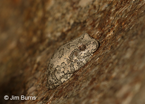 Canyon Treefrog, Madera Canyon, Arizona