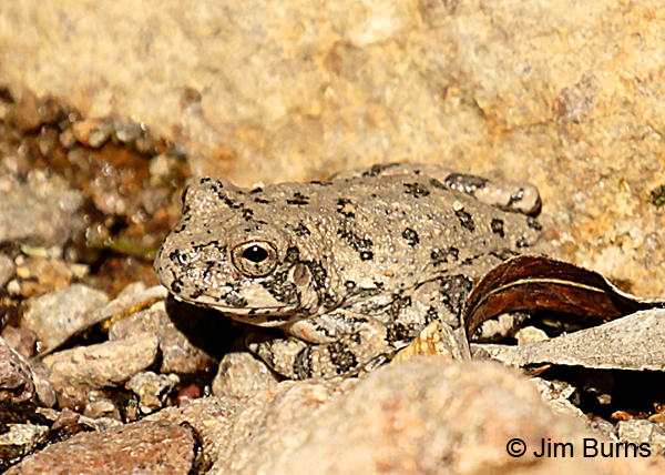 Canyon Treefrog, Sycamore Canyon, Arizona